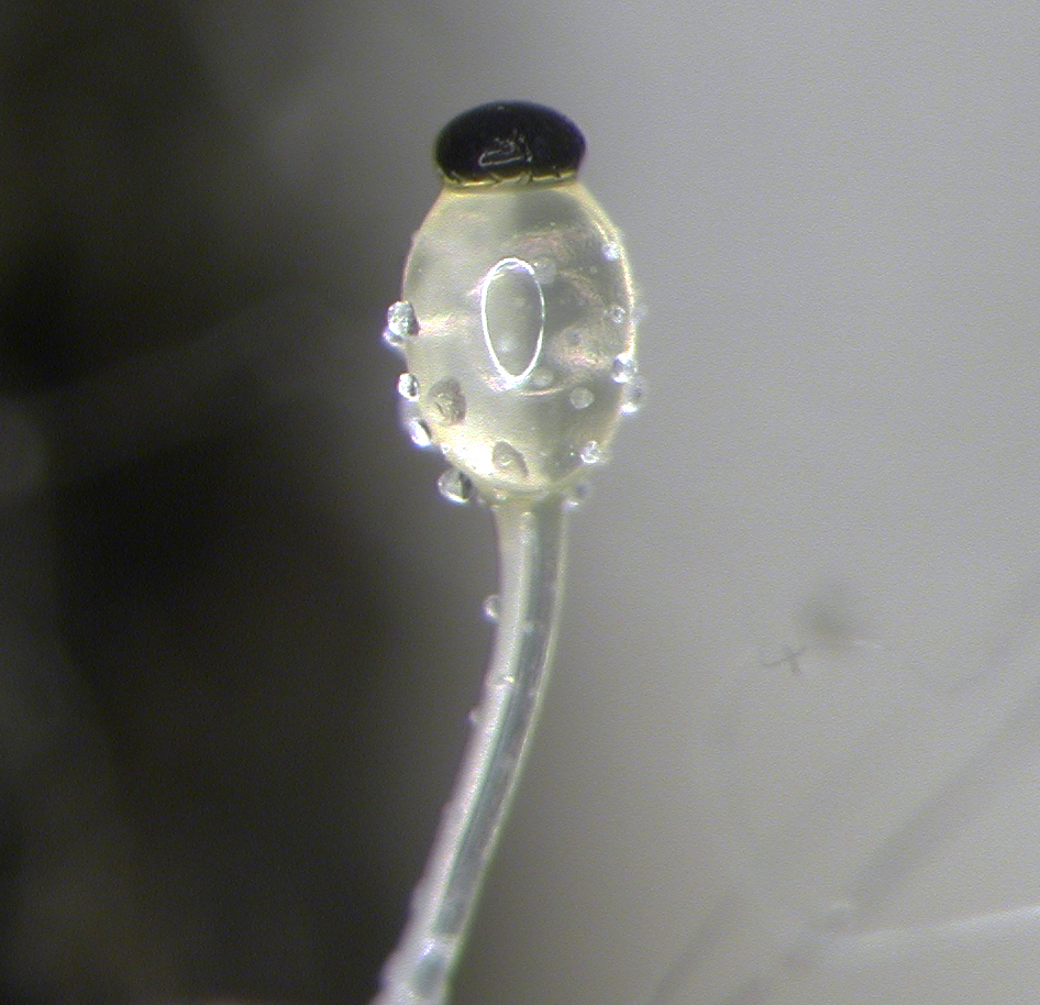 Pilobolus crystallinus — a translucent stalk with a clear bulb and a black spore case on top