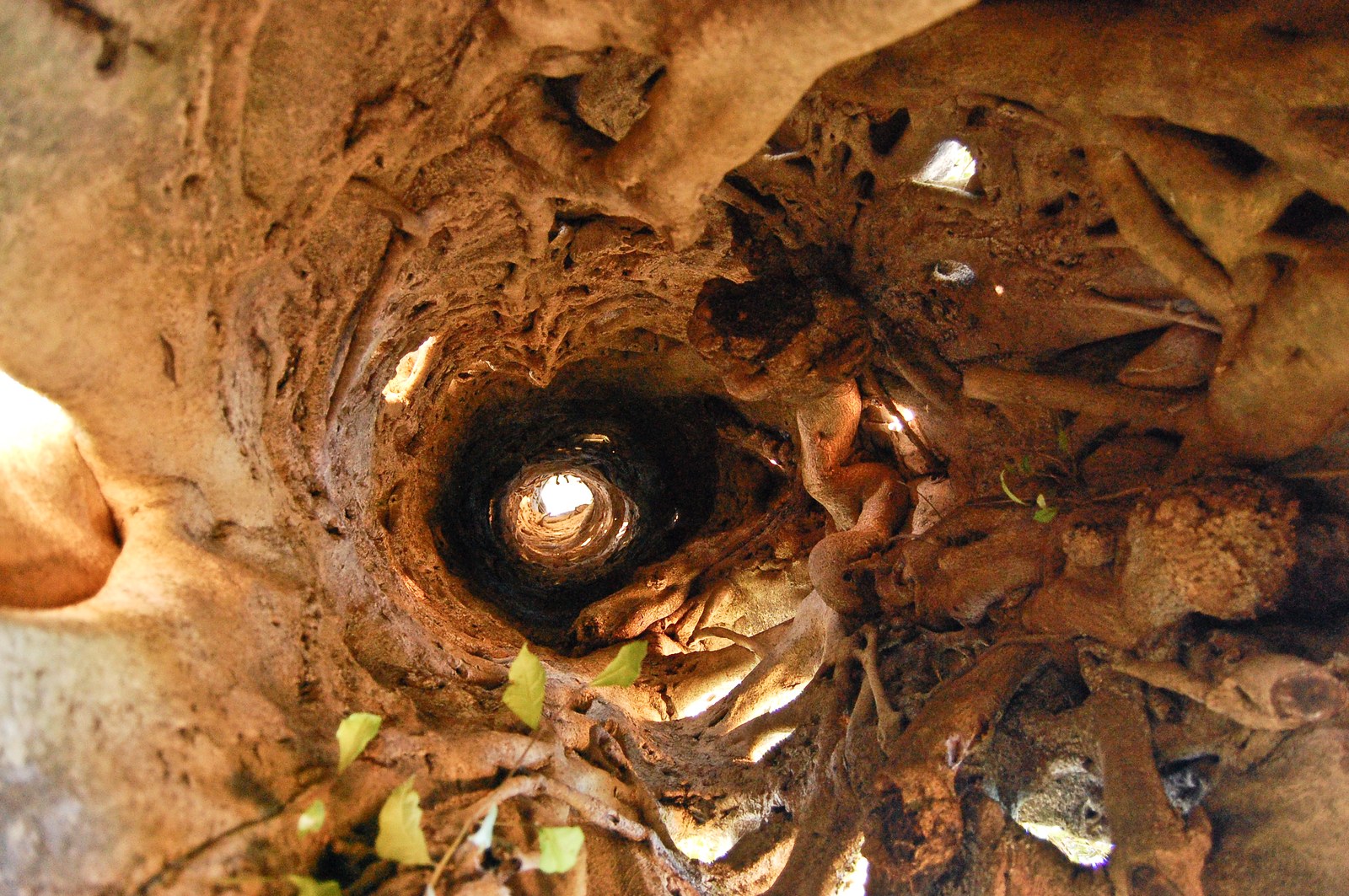 Looking up through the hollow of a strangler fig after the host tree is gone