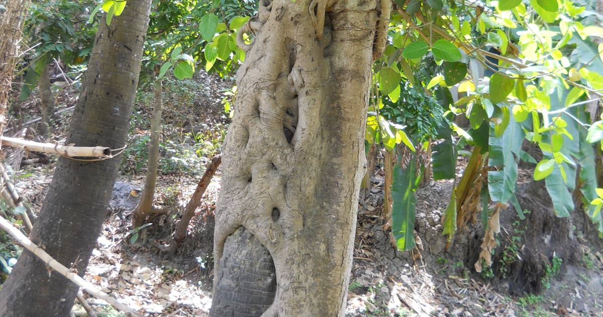 A strangler fig growing around the trunk of a palm tree