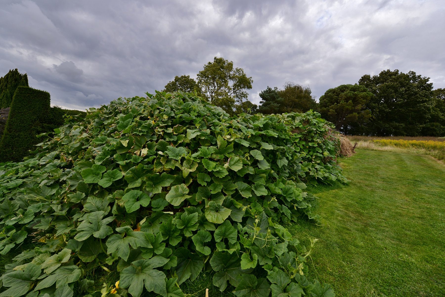 A long compost heap in an English garden, completely buried under a mound of squash vines and broad green leaves, beside a mown grass path under a grey sky